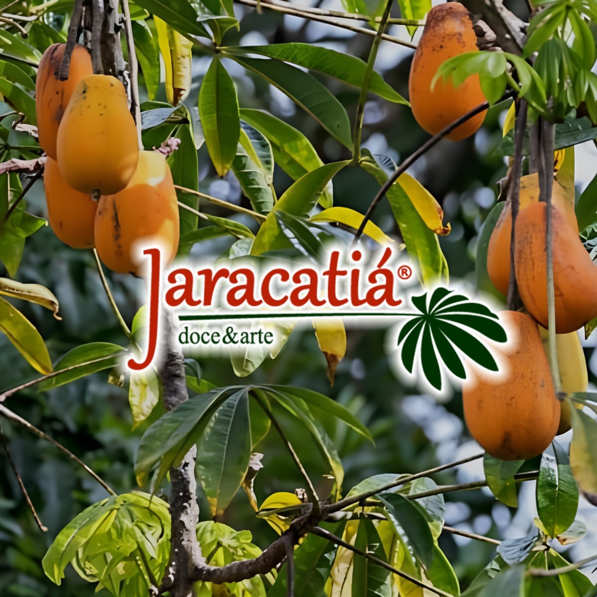 JARACATIA